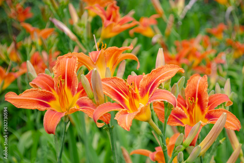 Close up of a single orange day lily, Hemerocallis fulva, in full bloom