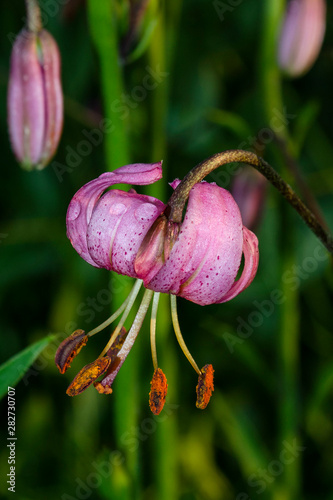 Lilium martagon commonly known as Martagon lily or Turk's cap lily.