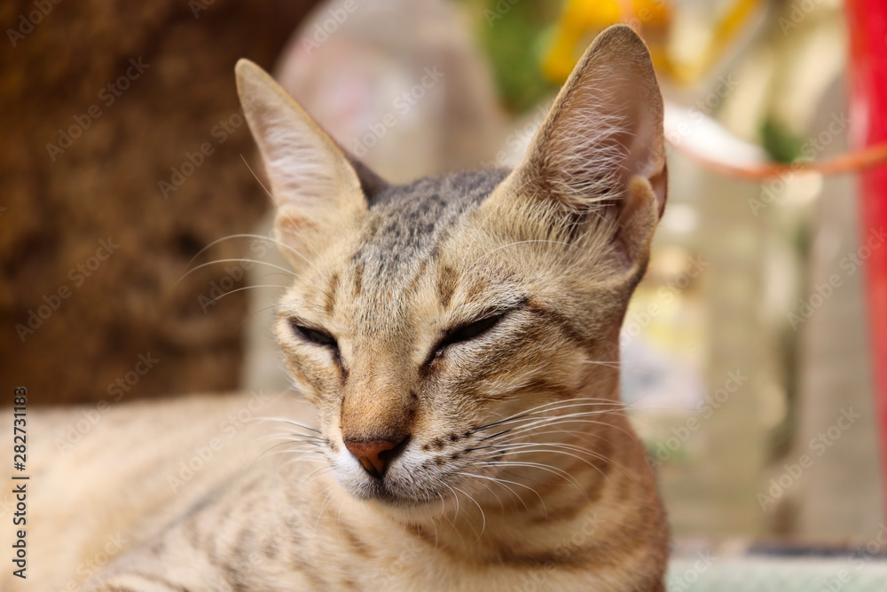 Fototapeta premium domestic brown yellow eyes female Asian cat sleeping on land at home domestic cat