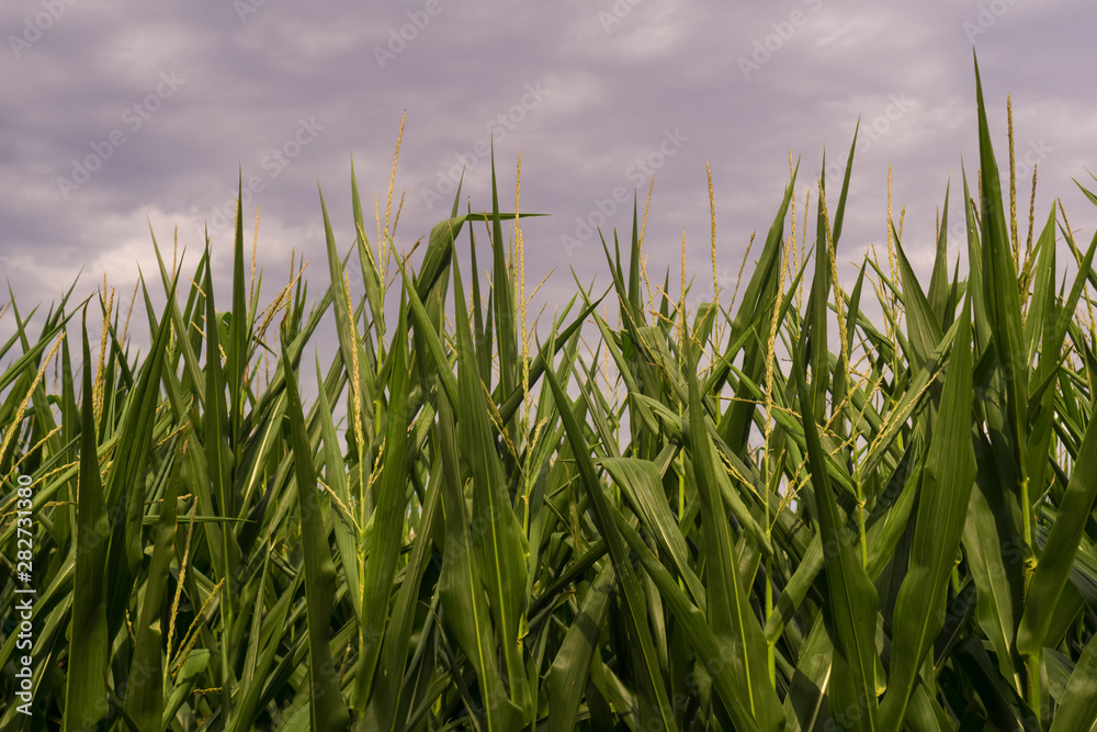 Obraz premium A corn field below a cloudy summer sky