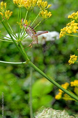 Sichelschrecke (Poecilimon spec.) unter einer Blüte (Griechenland) photo