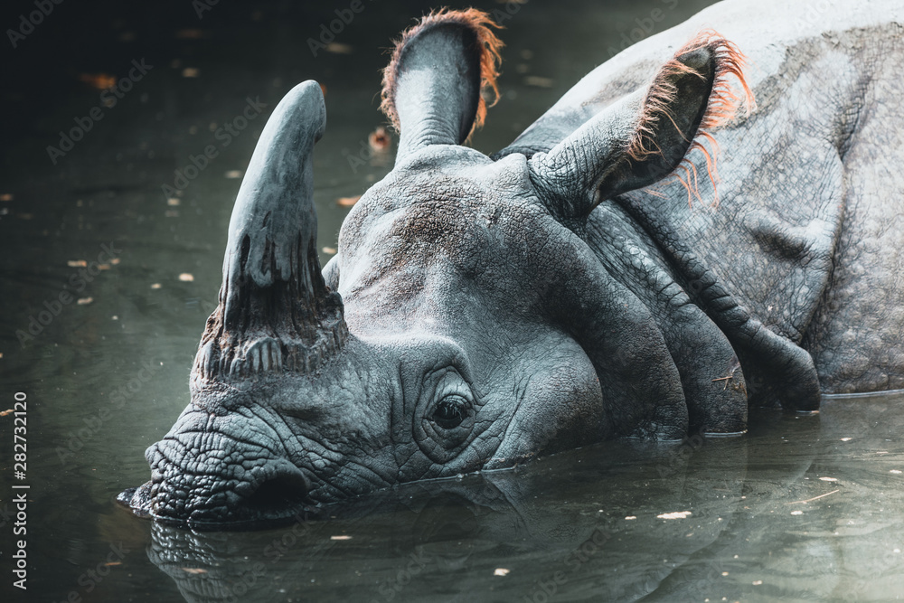 Dirty rhino in the muddy water in a zoo - obrazy, fototapety, plakaty 