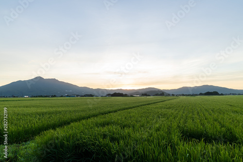 筑波山麓の水田実り朝日