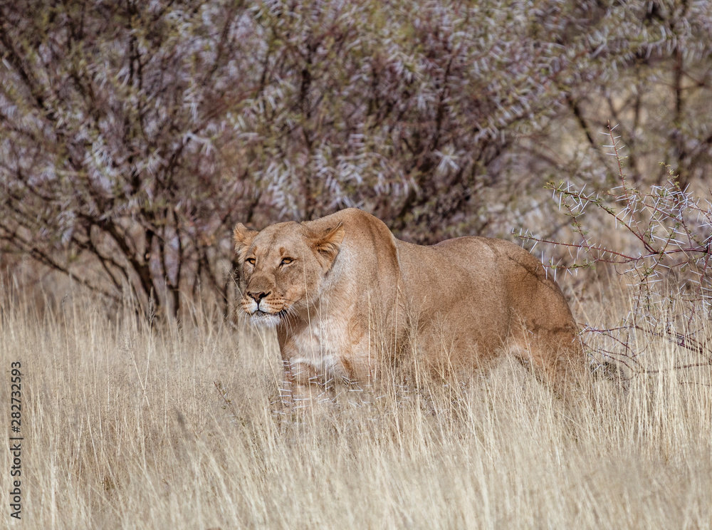 Fototapeta premium Female lion stands in short dry grass, looking for more food