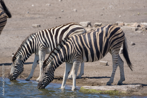 Zebras am Wasserloch in Etosha Namibia
