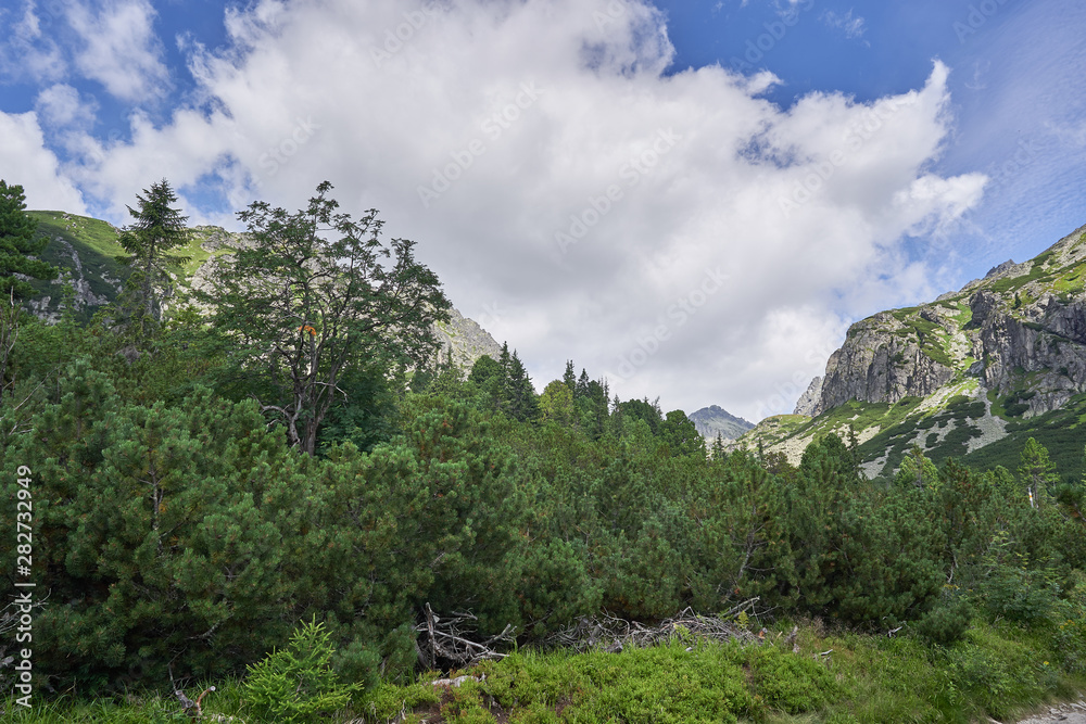 Wild alpine virgin forest in High Tatras mountains in Slovakia, highest mountain range in Carpathian Mountains consist mainly from dwarf mountain pines, Pinus mugo and spruce trees, Picea abies.