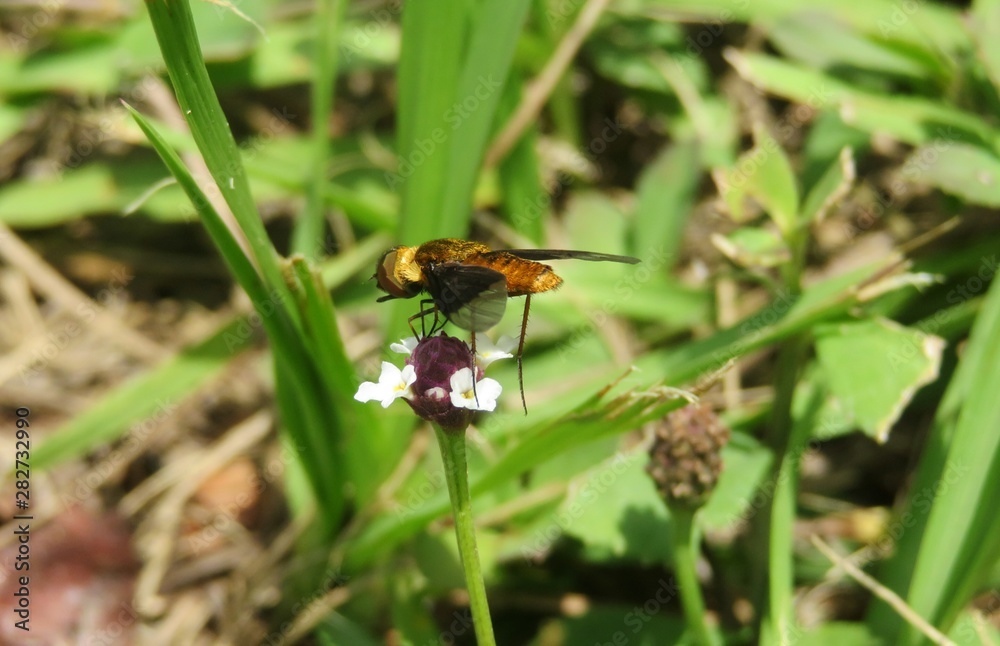 Hoverfly on phyla flower in Florida nature, closeup Hoverfly on phyla flower in Florida nature, closeup