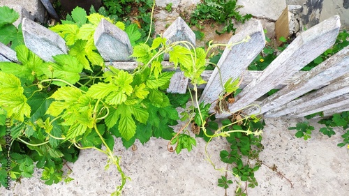 Top view young green sprouts of grapes curl over an old wooden fence, selective focus photo