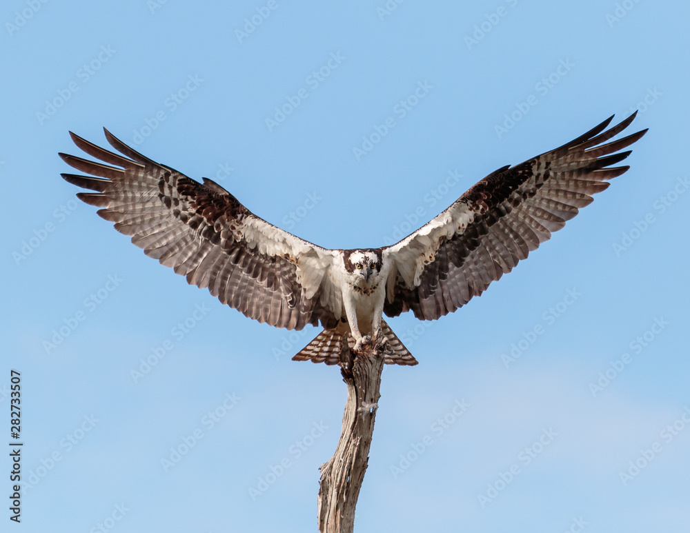 Osprey with open windspan landing in a tree Osprey with open windspan landing in a tree
