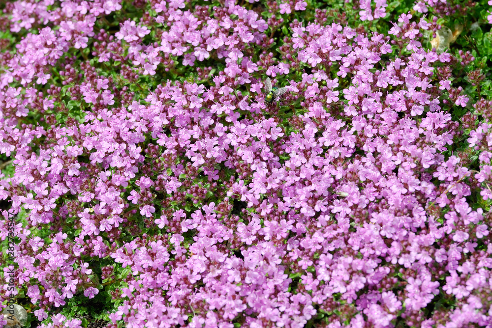 Pink flowers field background. Extremely shallow DOF. Pink flowers field background. Extremely shallow DOF.