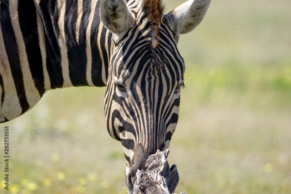Fototapeta premium Zebra in namibia