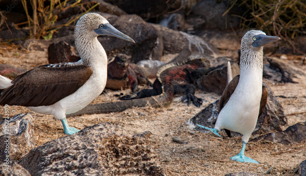Obraz premium male blue footed booby dances