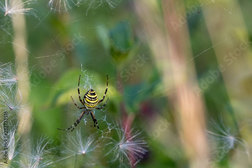 Wespenspinne im Netz
