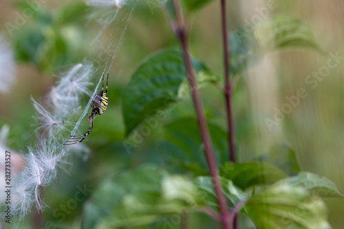 Wespenspinne im Netz photo