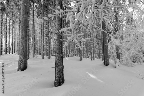 Fototapeta Naklejka Na Ścianę i Meble -  zima w górach