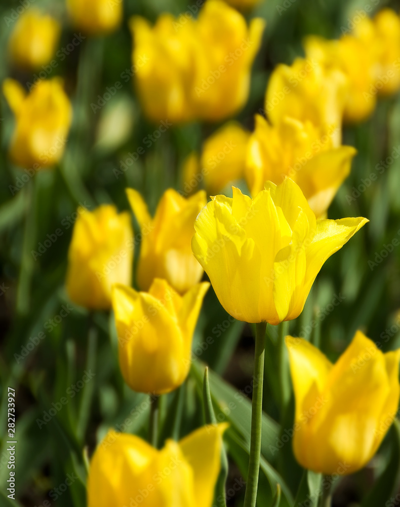 Bright Yellow tulip Bright Yellow tulip