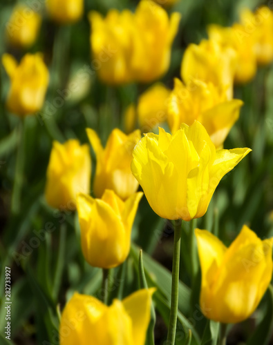 Bright Yellow tulip