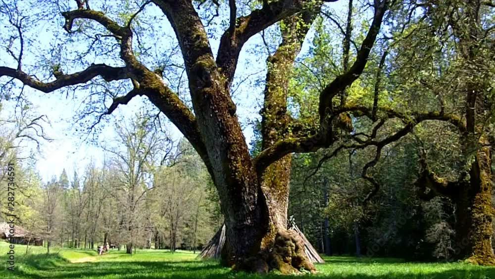 Giant Oak Tree With New Leaves In Spring Giant Oak Tree With New Leaves In Spring