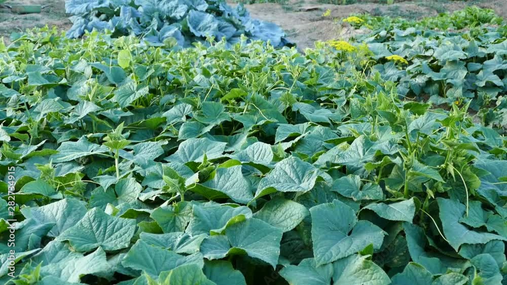 garden fresh cucumber plants and natural cucumbers, garden fresh cucumber plants and natural cucumbers,
