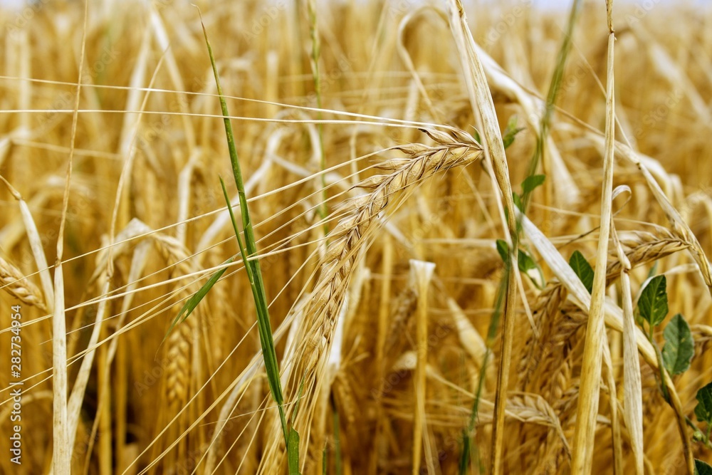 Fototapeta premium SAMSUNG CSC