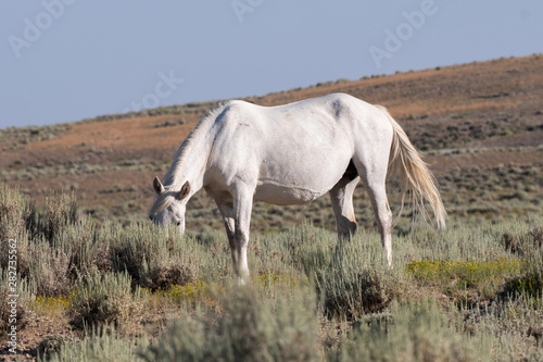 Wild white horse mare grazing