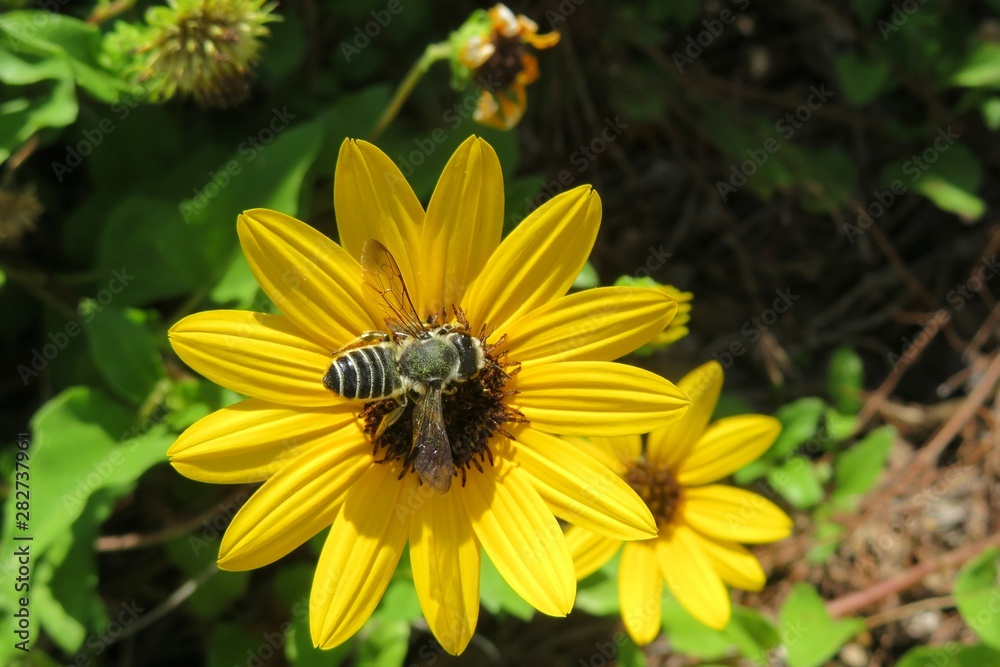 Tropical bee on yellow beach sunflower in Florida nature, closeup Tropical bee on yellow beach sunflower in Florida nature, closeup