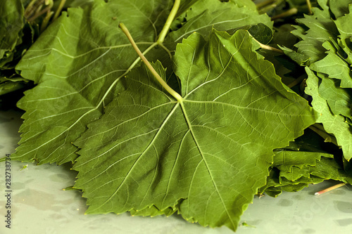 vine leaf
