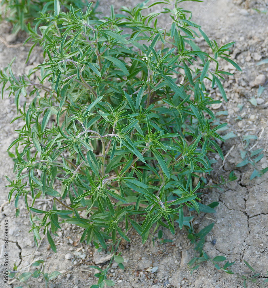 Obraz premium fresh thyme plant cultivated in the garden,