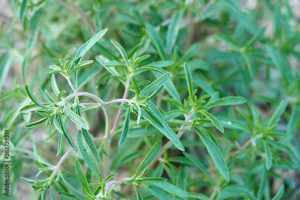 fresh thyme plant cultivated in the garden, fresh thyme plant cultivated in the garden,