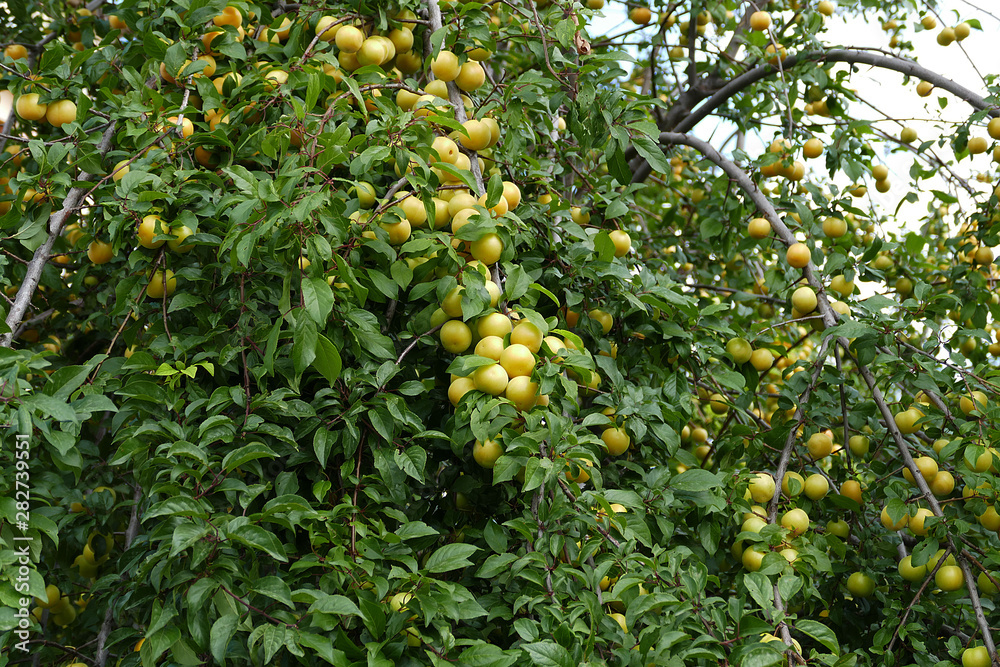 plentiful plum tree and lots of plums,