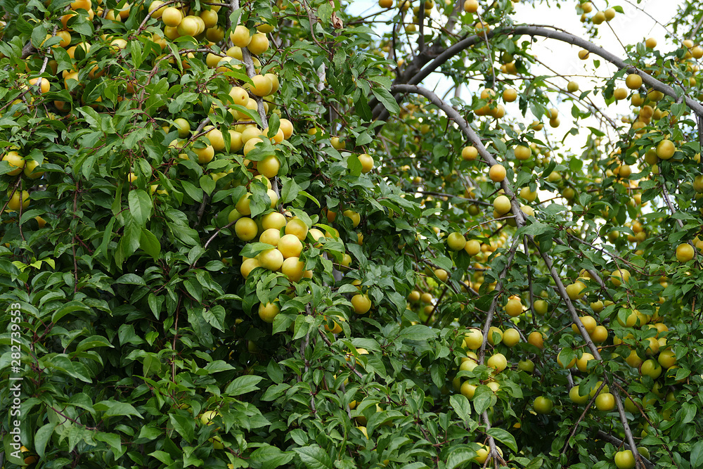 plentiful plum tree and lots of plums,