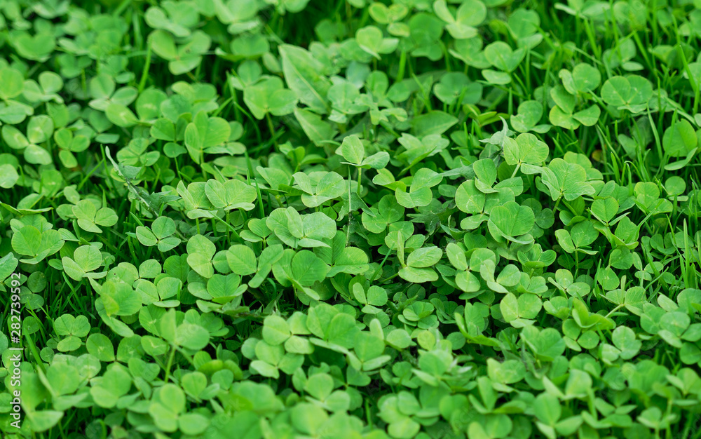 Green clovers background Green clovers background