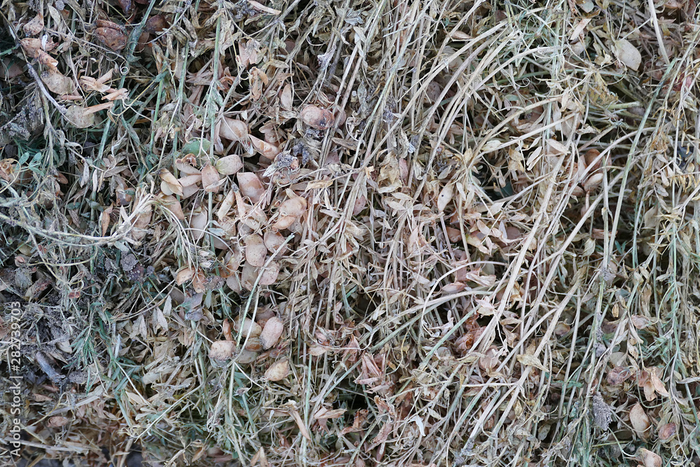 dried lentil plant, harvested dry lentil stems,field-dried lentil plants, dried lentil plant, harvested dry lentil stems,field-dried lentil plants,