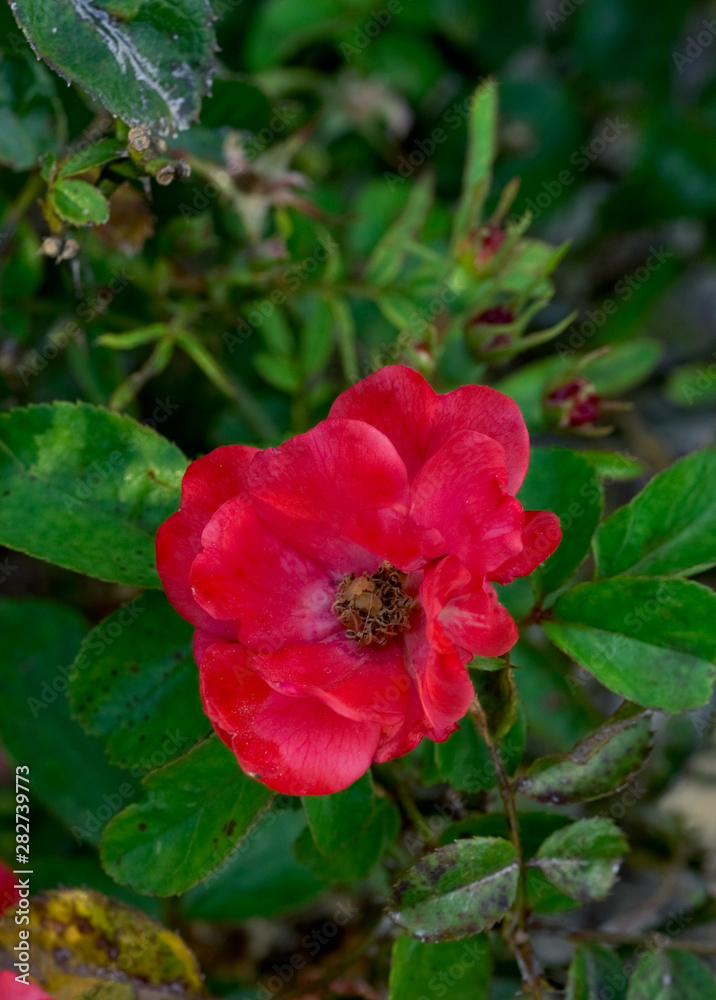 Pink Rosa chinensis flower with green leaf
Pink Rosa chinensis flower with green leaf