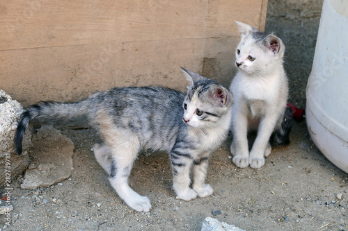 cat and kitten © kodbanker