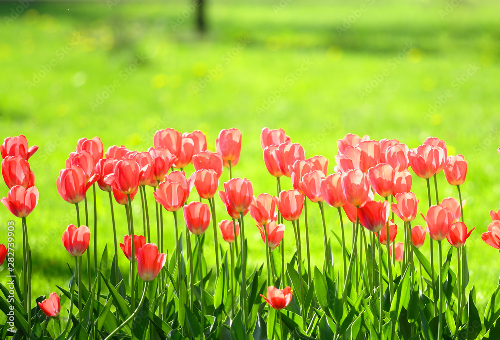 Fototapeta premium tulips field