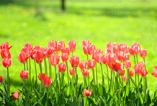 tulips field