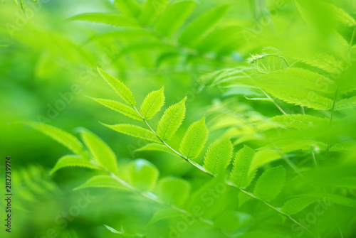 Fresh green leaves. Defocused background.Extremly shallow DOF.