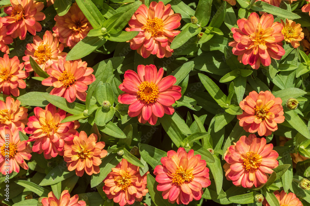 Orange zinnias in bloom Orange zinnias in bloom