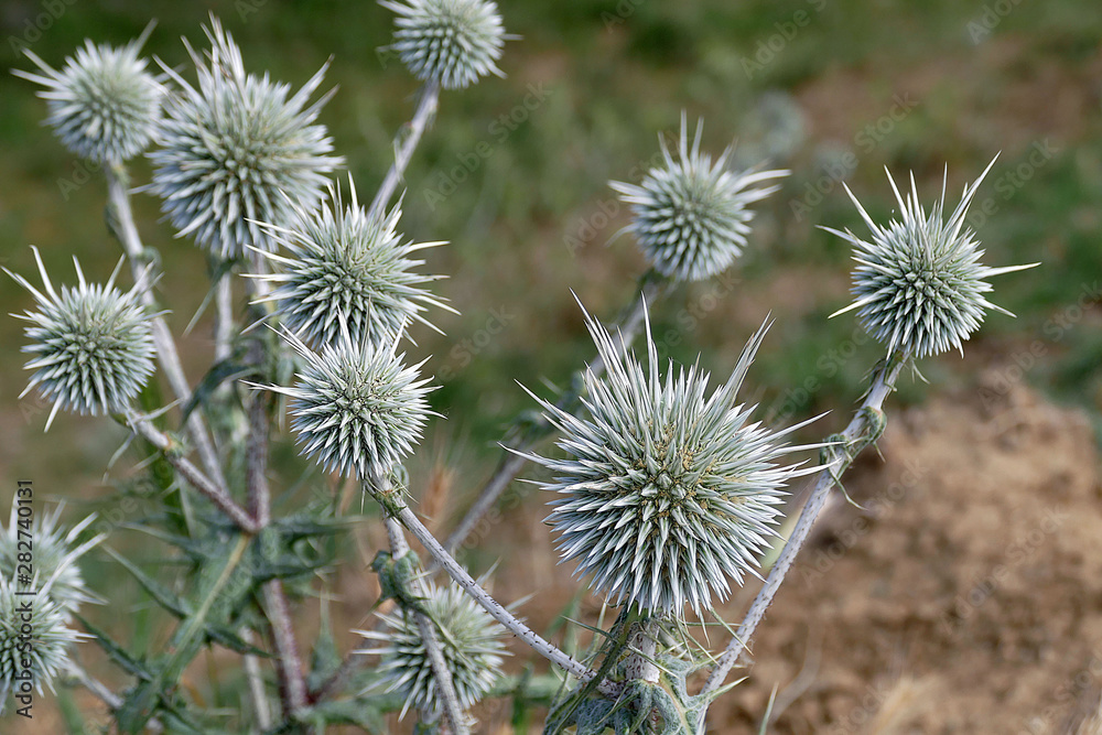 varieties of thorns in nature, strong and hard thorny round thorns, varieties of thorns in nature, strong and hard thorny round thorns,