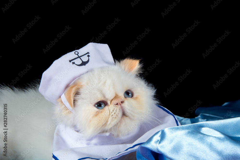 Persian cat with sailor hat Stock Photo 