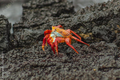 Beautiful red Galapagos crab walking among the volcanic rocks