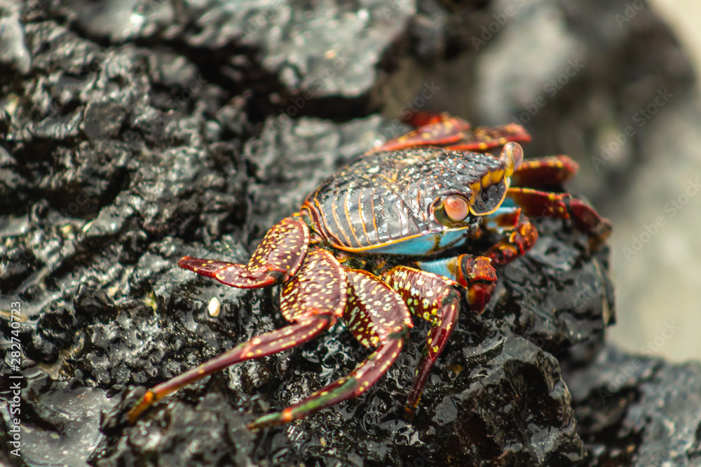 A red crab from Galapagos walks along the shore of volcanic rocks next to a portion of unfocused sea in the background