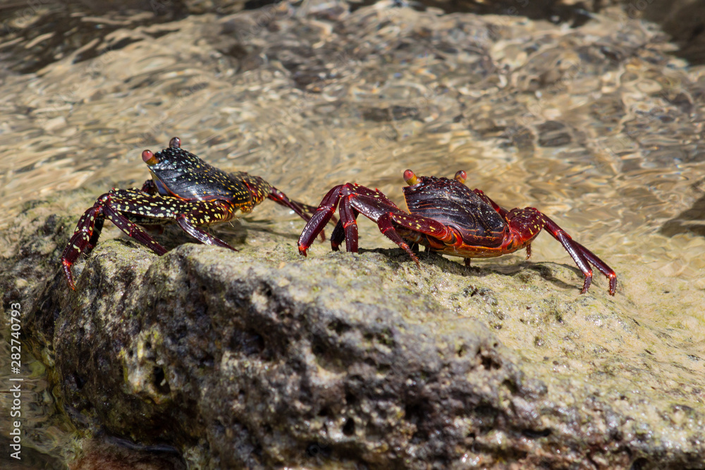 Two crabs walk on a rocky ground next to the beach of an island in Galapagos Two crabs walk on a rocky ground next to the beach of an island in Galapagos