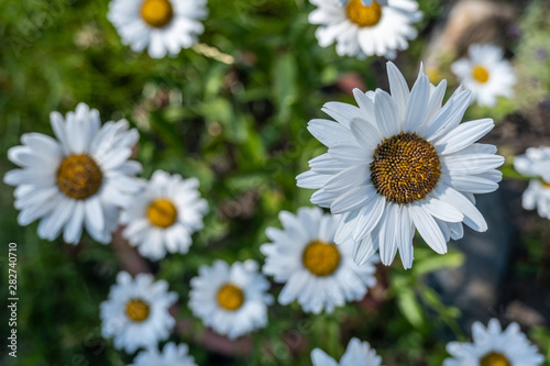 beautiful blooming Leucanthemum vulgare. flowers in bloom close-up