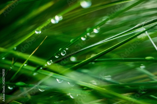 Dew drops on Pampas Grass