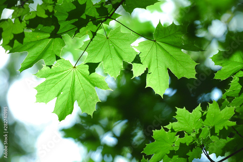Fresh maple leaves