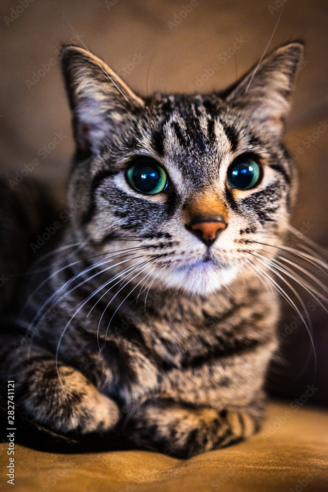 portrait of a cat portrait of a cat