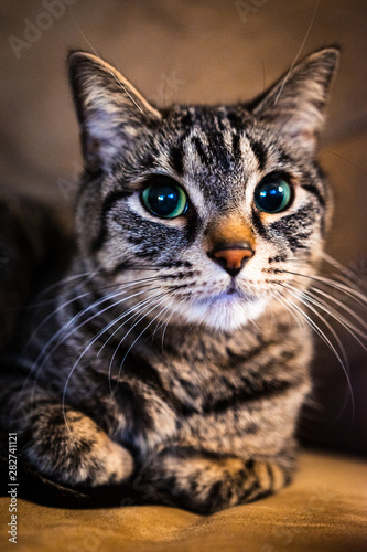 portrait of a cat © Crispy Captures