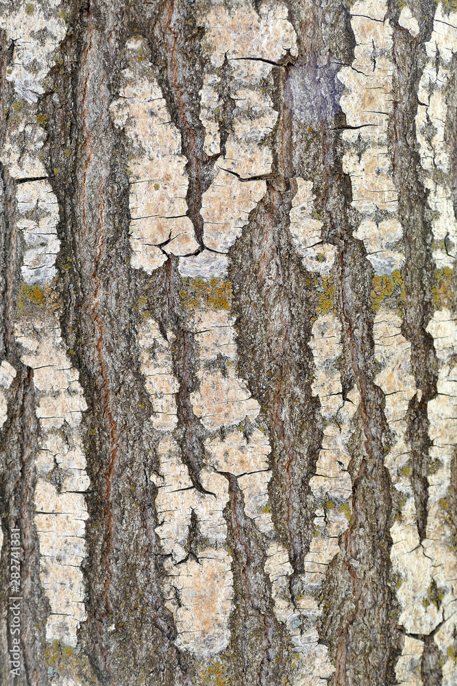 Fototapeta premium poplar tree bark, bark, poplar tree bark patterns,